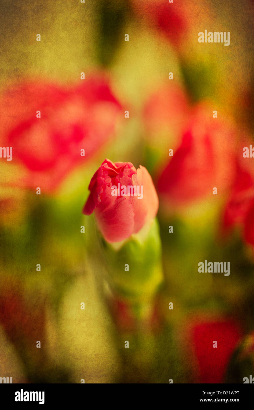 Carnations growing hires stock photography and images Alamy