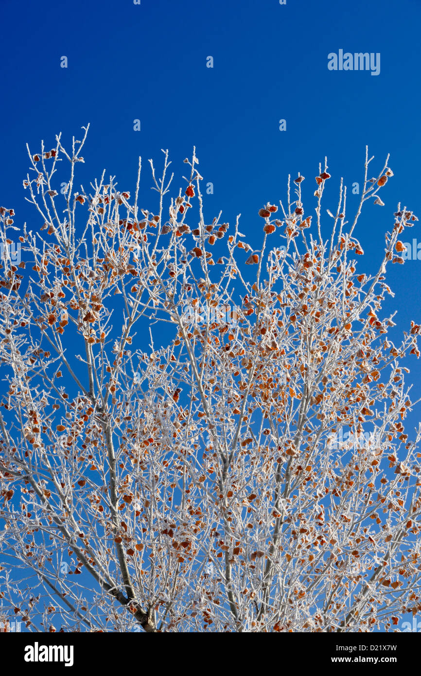 Frosted cottonwood (Populus deltoides) tree branches, Bosque del Apache National Wildlife Refuge, New Mexico, USA Stock Photo