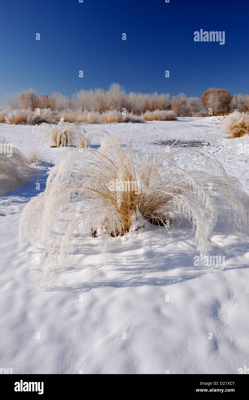 Alkali Sacaton (Sporobolus airoides) Native grass with winter frost