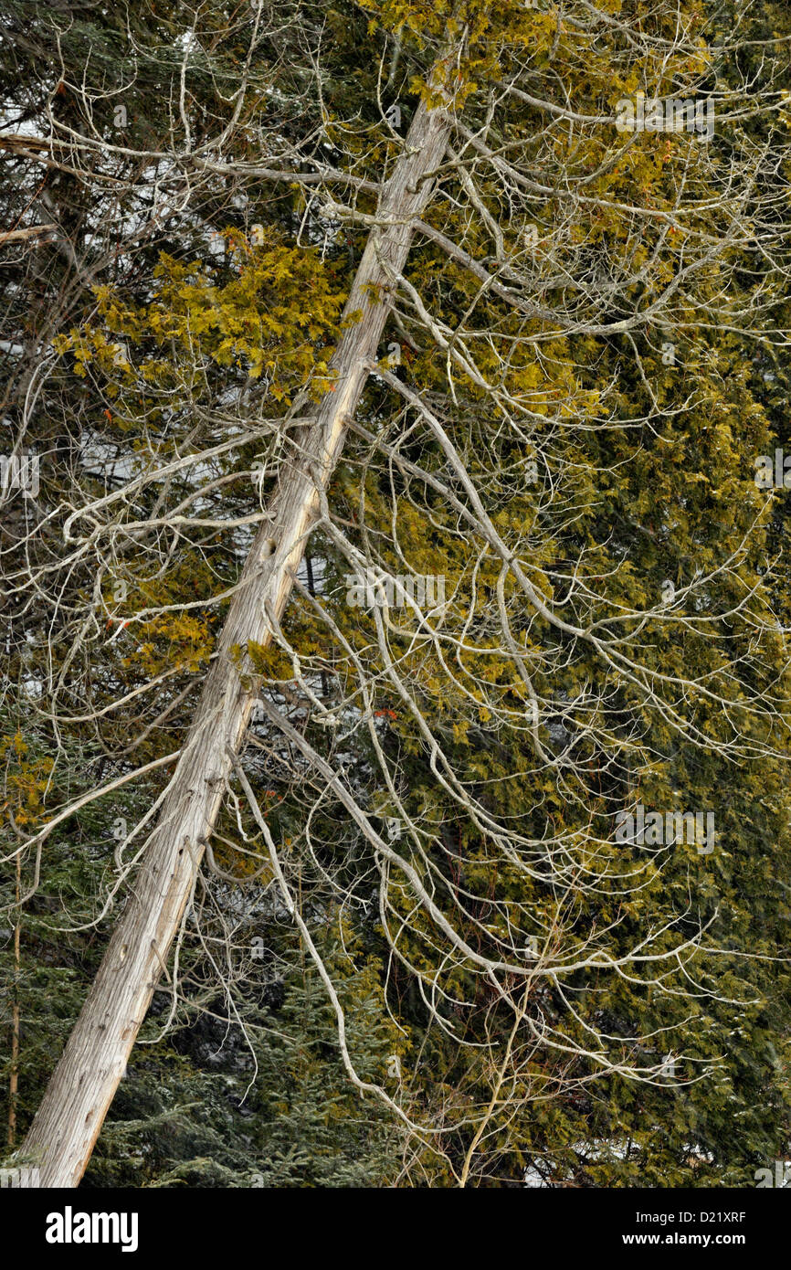 Eastern white cedar (Thuja occidentalis) near Alger Falls, Munising, Michigan, USA Stock Photo