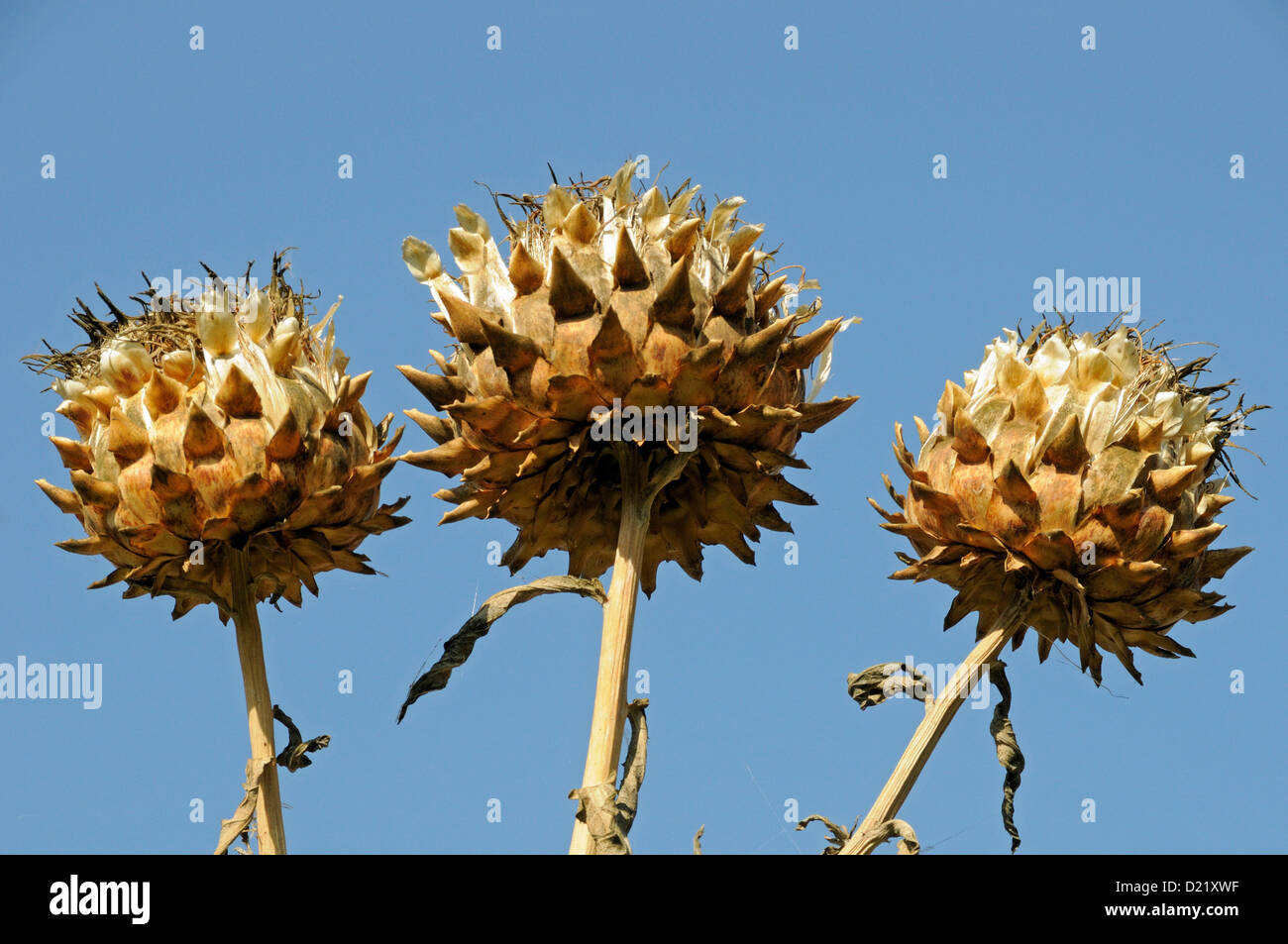 Cardoon (Cynara cardunculus) three seedheads against a clear blue Autumn sky Stock Photo