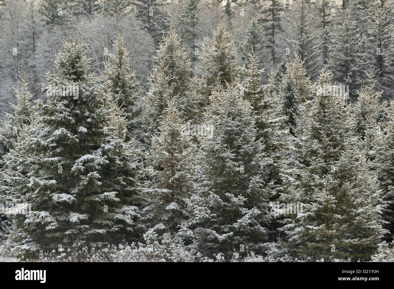 White spruce grove (Picea glauca) with a dusting of fresh snow, Greater Sudbury, Ontario, Canada Stock Photo