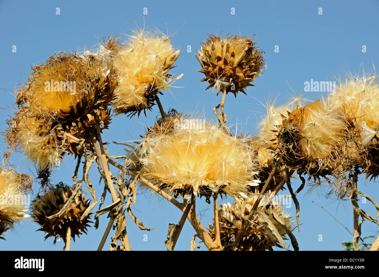 Cardoon (Cynara cardunculus) seedheads against a clear blue sky in Autumn Stock Photo