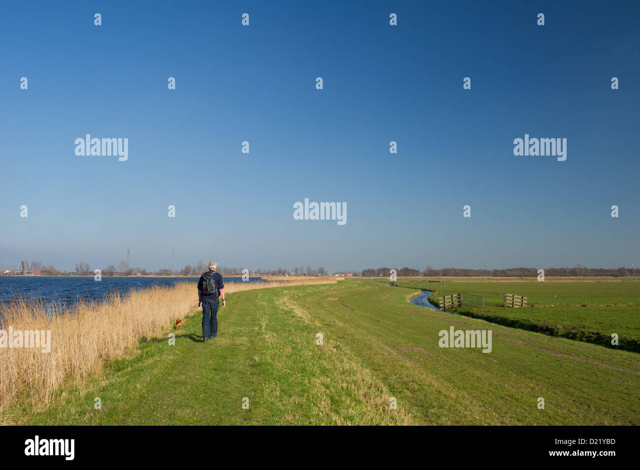 Elder man is hiking with dog in nature near big lake Stock Photo