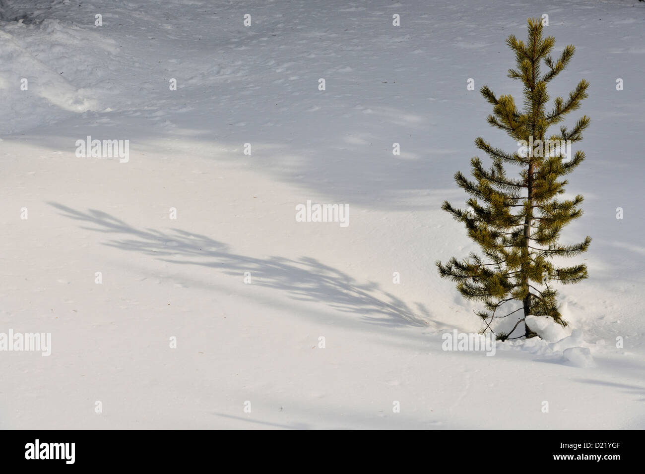 Lodgepole pine (Pinus contorta) seedlings in the snow, Banff National