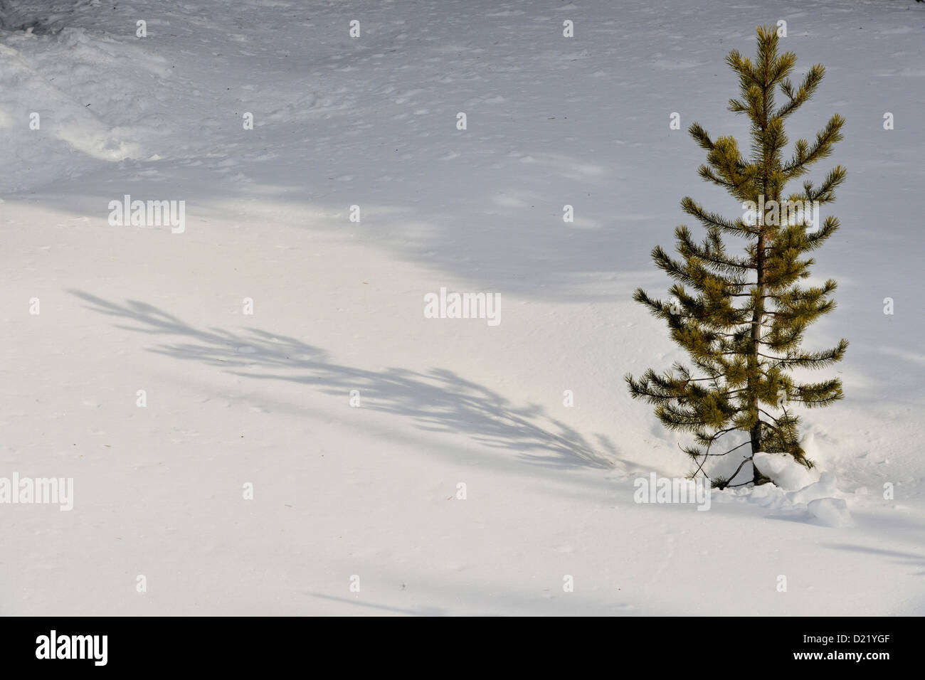 Lodgepole pine (Pinus contorta) seedlings in the snow, Banff National Park, Alberta, Canada Stock Photo