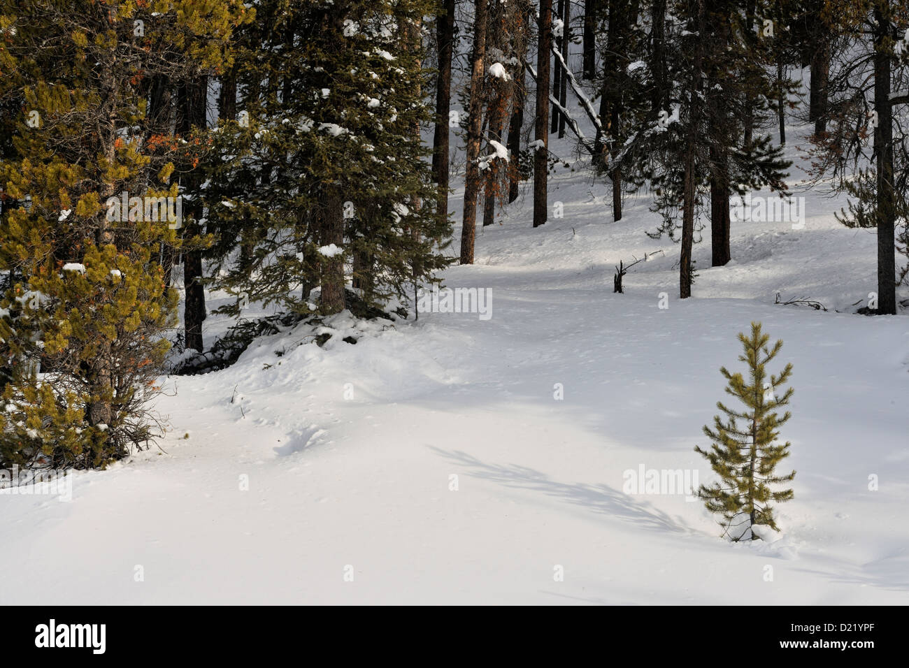 Lodgepole pine (Pinus contorta) seedlings in the snow, Banff National