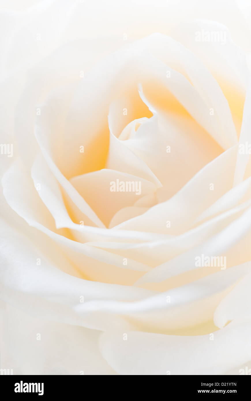 Close up white rose hi-res stock photography and images - Alamy
