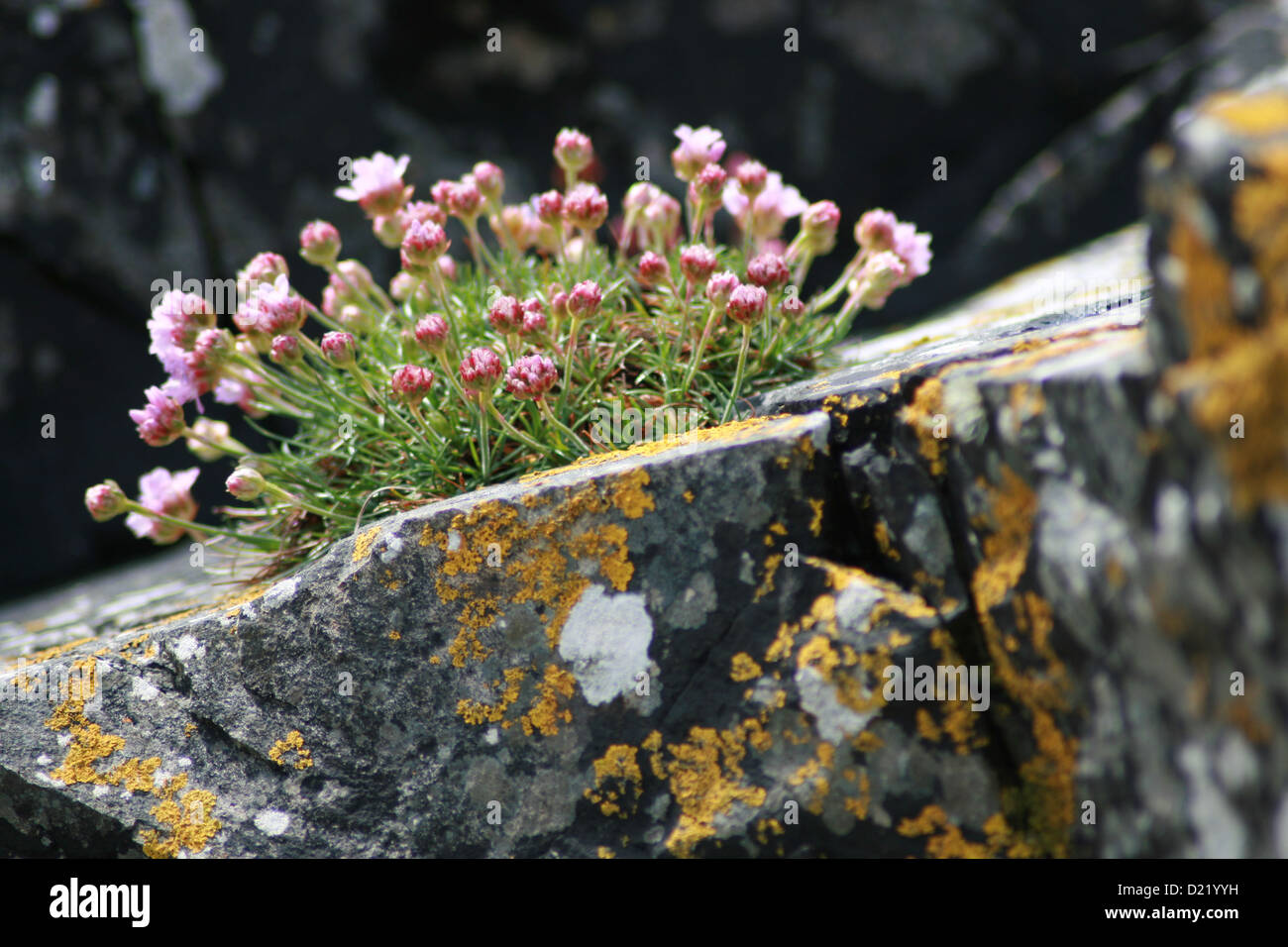 Pretty flowers growing on rocks Stock Photo