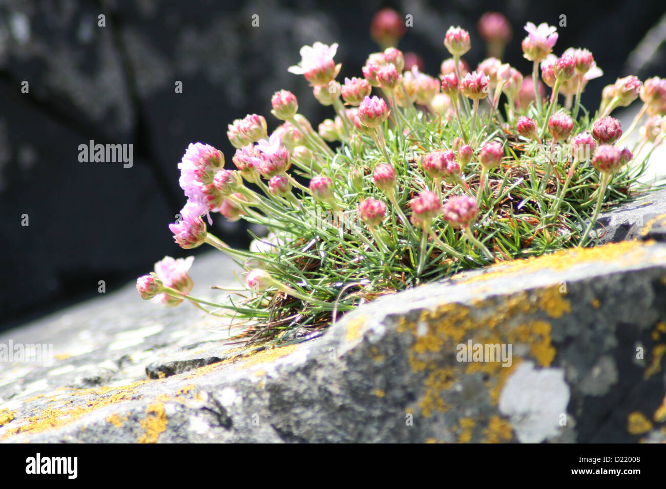 Pretty flowers growing on rocks Stock Photo