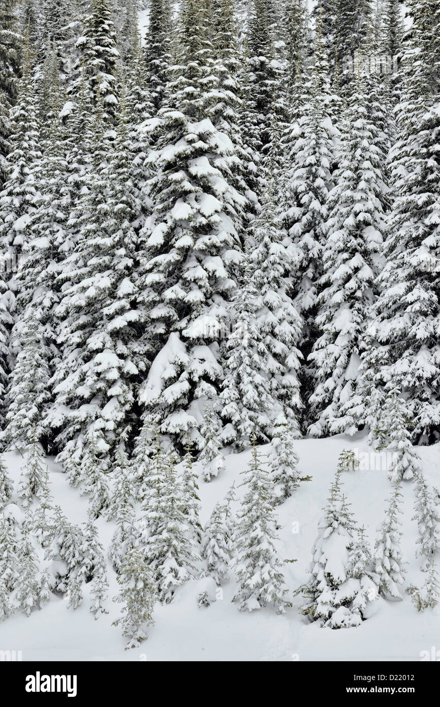 Lodgepole pine (Pinus contorta) forest with fresh snow, Vernon, BC, Canada Stock Photo
