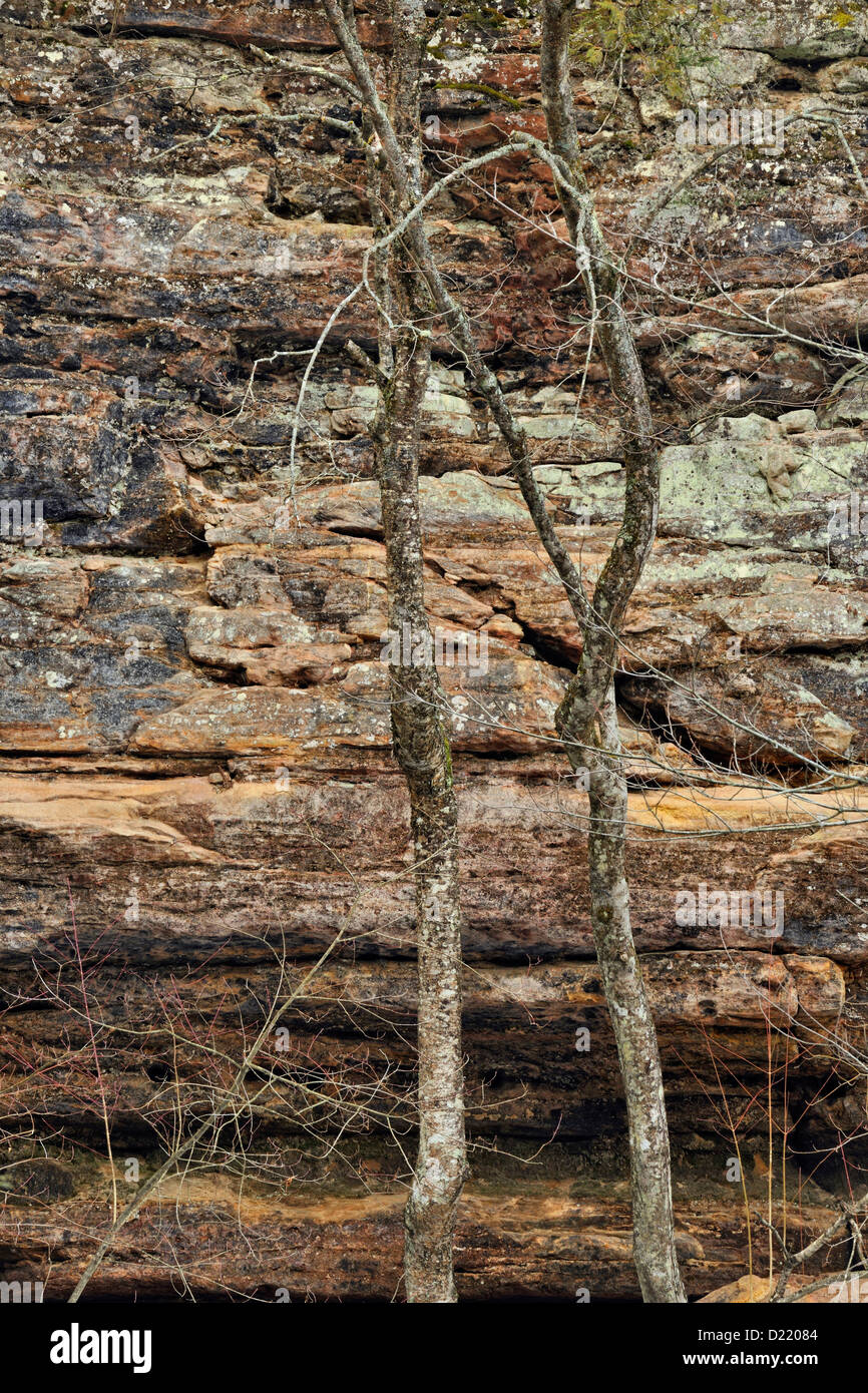 Munising Falls Sandstone walls with hardwood tree trunks, Munising, Michigan, USA Stock Photo