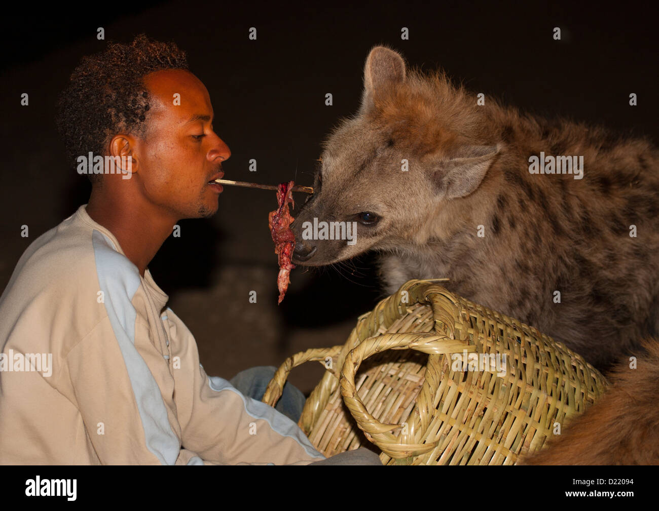 Hyenas Feeding At Night, Harar, Ethiopia Stock Photo: 52904576 - Alamy