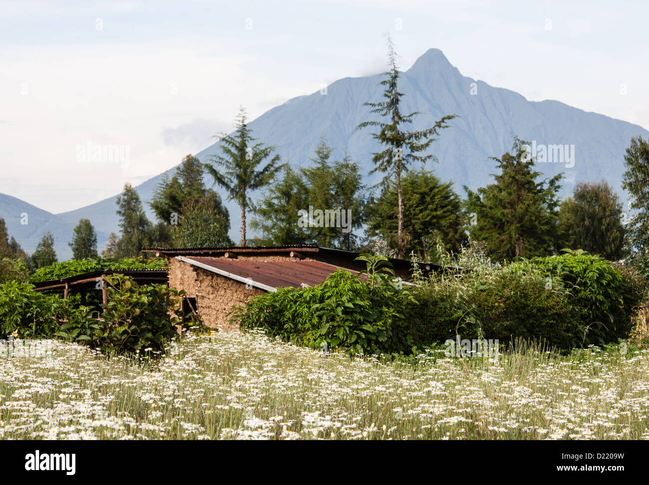 Pyrethrum (Chrysanthemum sp.), Dried flower heads used to make insecticide. One of the Rwandan volcanoes in the background. Stock Photo