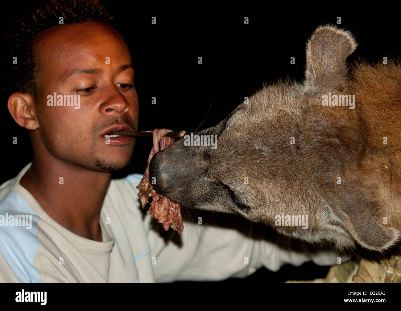 Hyenas Feeding At Night, Harar, Ethiopia Stock Photo Alamy