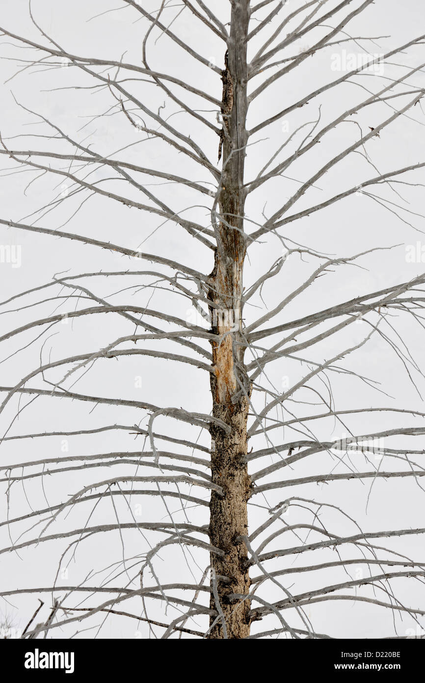 Dead tree snag hires stock photography and images Alamy