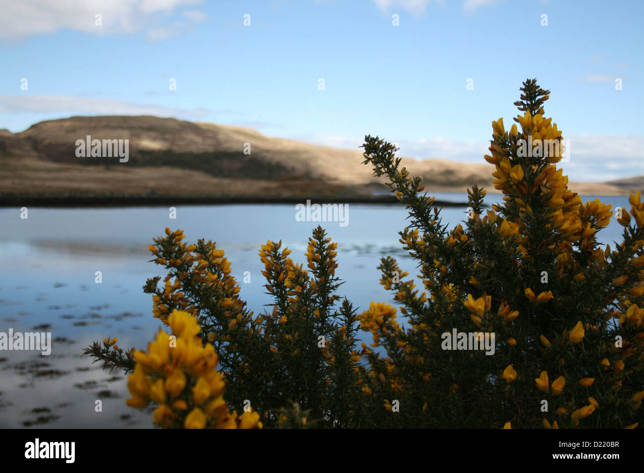Yellow flowers in Scotland Stock Photo Alamy