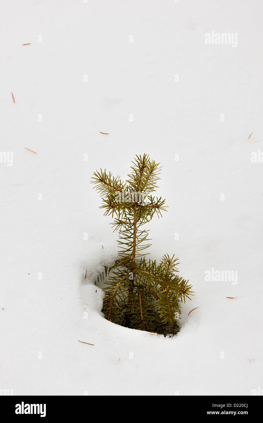 Lodgepole pine (Pinus contorta) seedling in snow, Yellowstone National