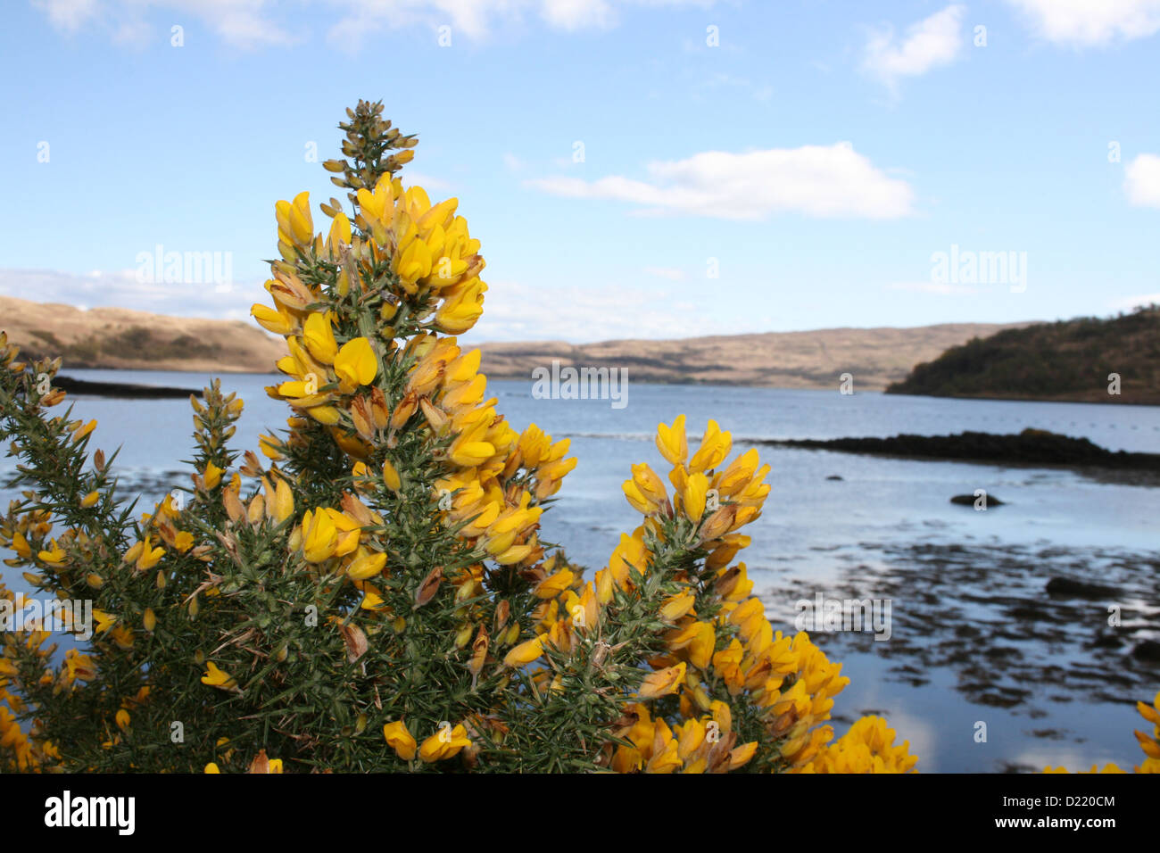 Yellow flowers in scotland hires stock photography and images Alamy
