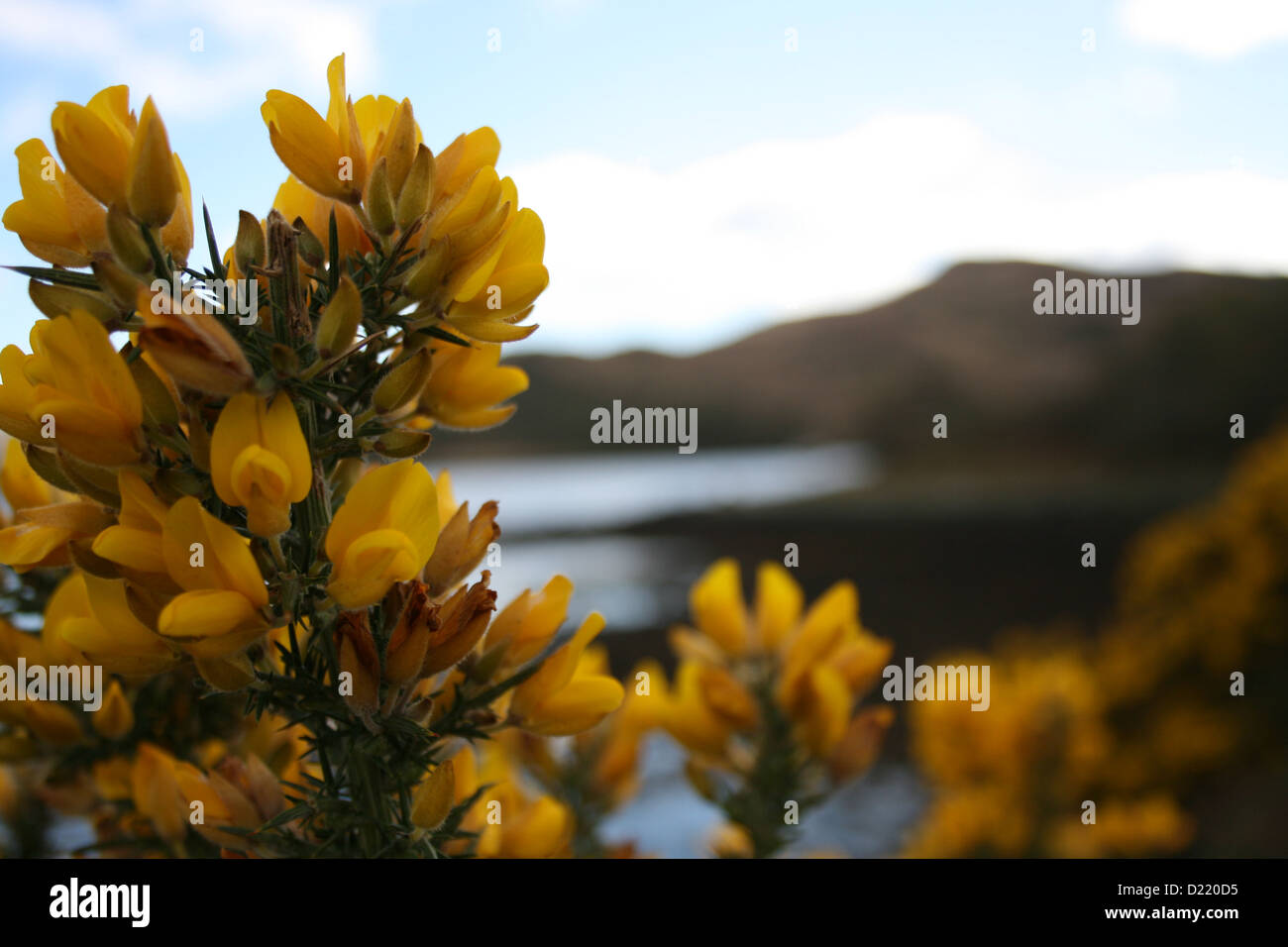 Yellow flowers in Scotland Stock Photo Alamy