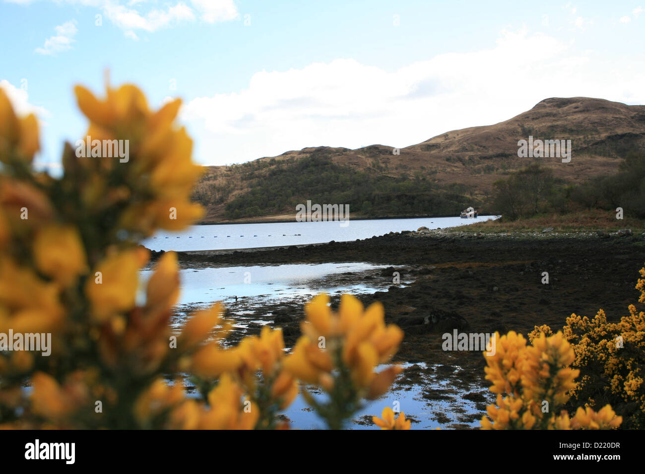 Yellow flowers in scotland hires stock photography and images Alamy
