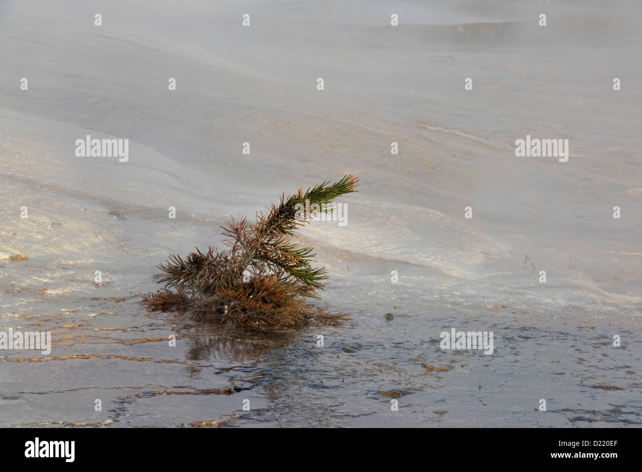 Lodgepole pine (Pinus contorta) seedling in the Upper Terraces hot