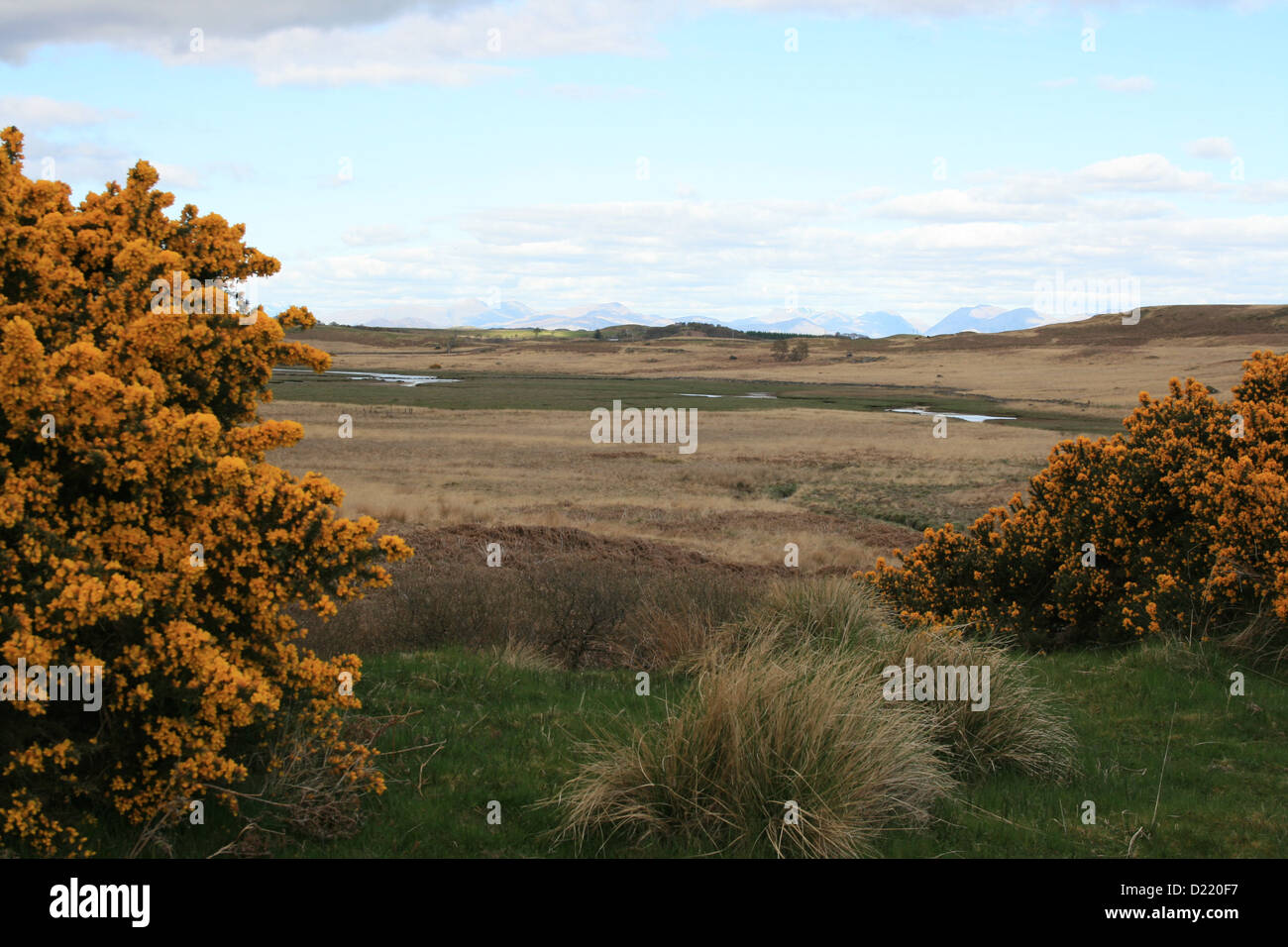 Yellow flowers in scotland hires stock photography and images Alamy