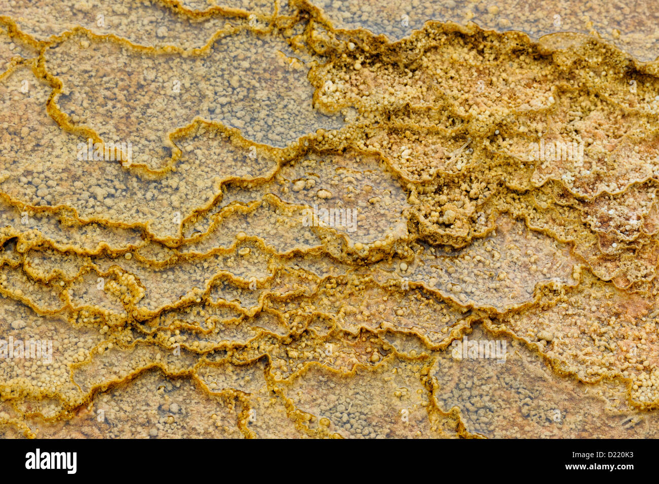 Details of ridges and terraces created by cyanobacteria in the outflow from Palette Spring, Yellowstone National Park, Wyoming, USA Stock Photo