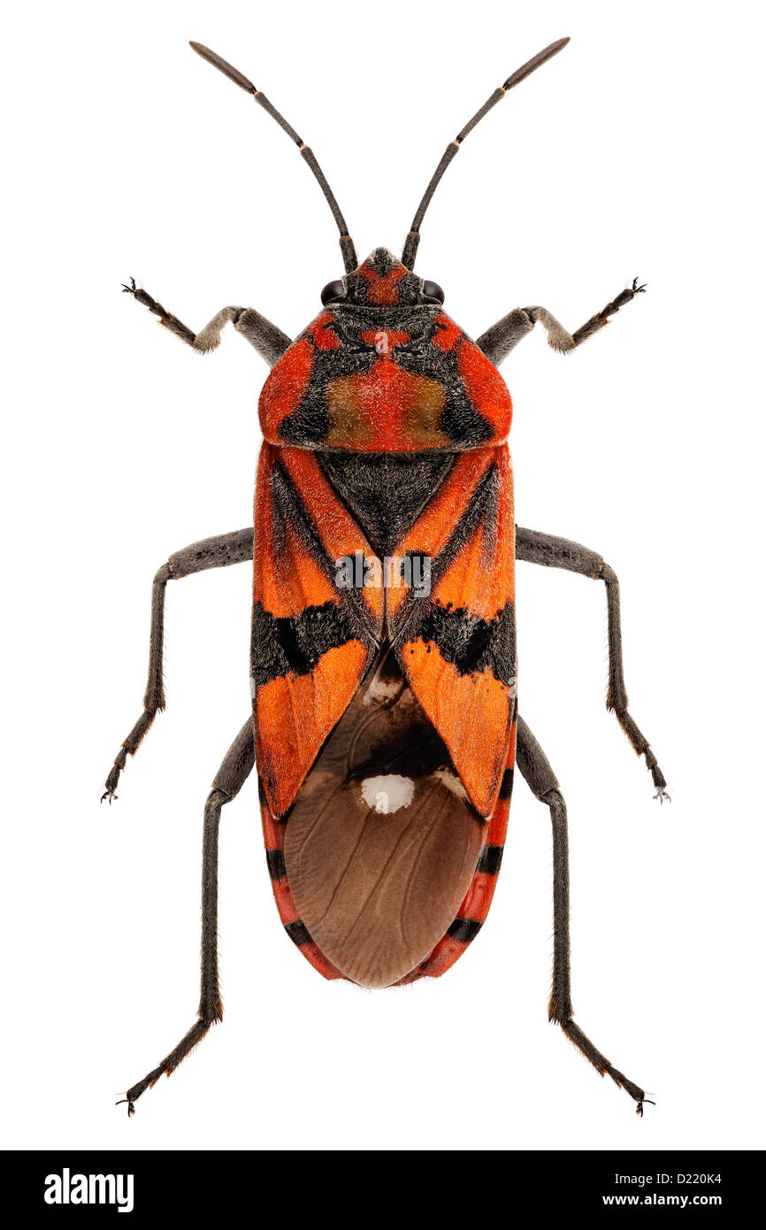 Black and Red Ground bug species Spilostethus pandurus isolated