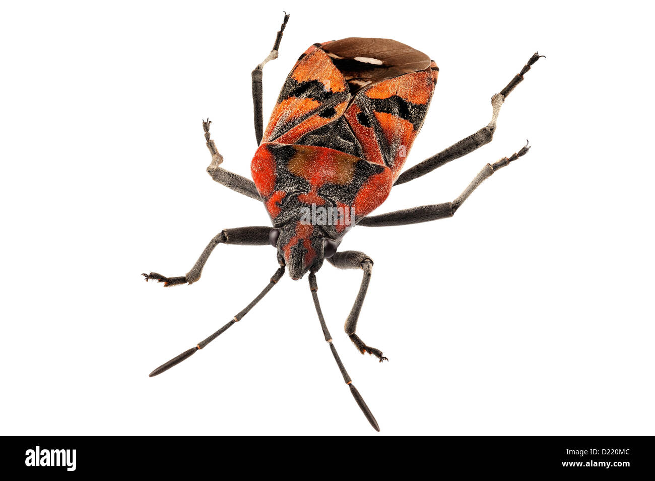 Black and Red Ground bug species Spilostethus pandurus isolated Stock Photo