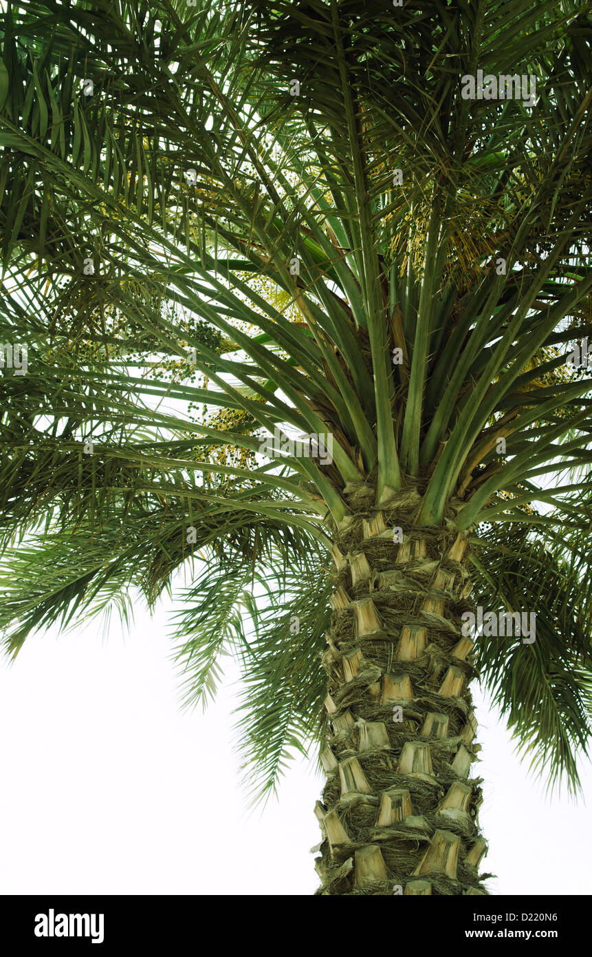 Date palm trees dubai hires stock photography and images Alamy