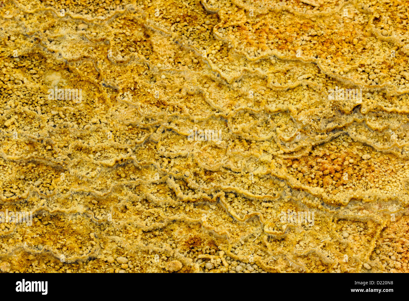 Details of ridges and terraces created by cyanobacteria in the outflow from Palette Spring, Yellowstone National Park, Wyoming, USA Stock Photo