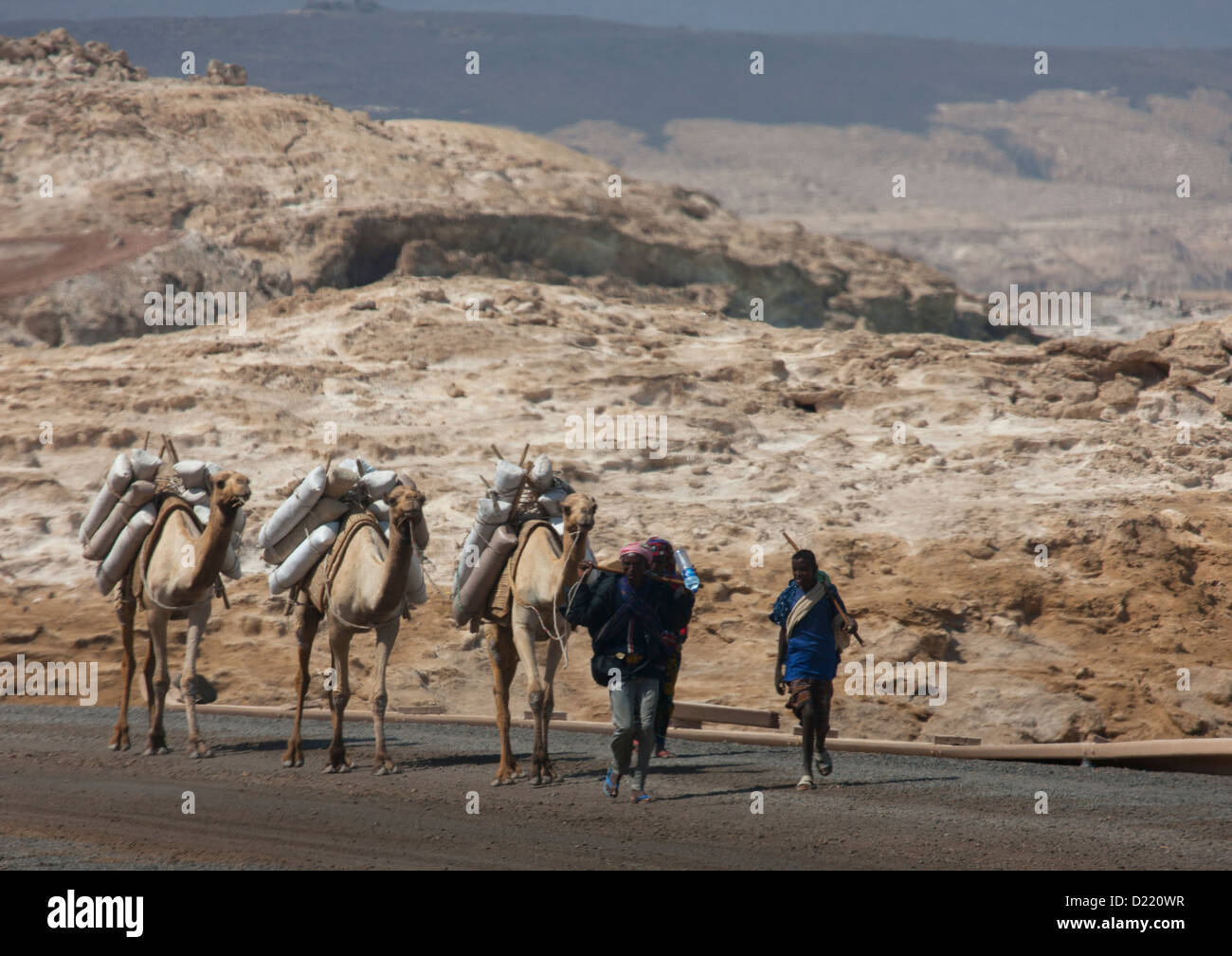 Camels Carrying Bags Of Salt, Lake Assal, Djibouti Stock Photo