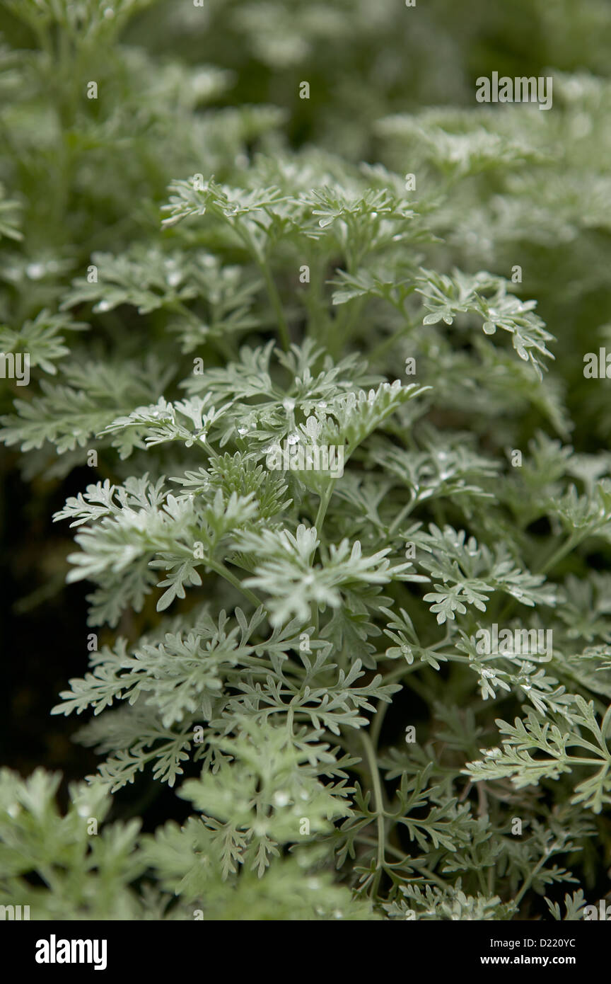 Artemisia-Powis Castle Stock Photo