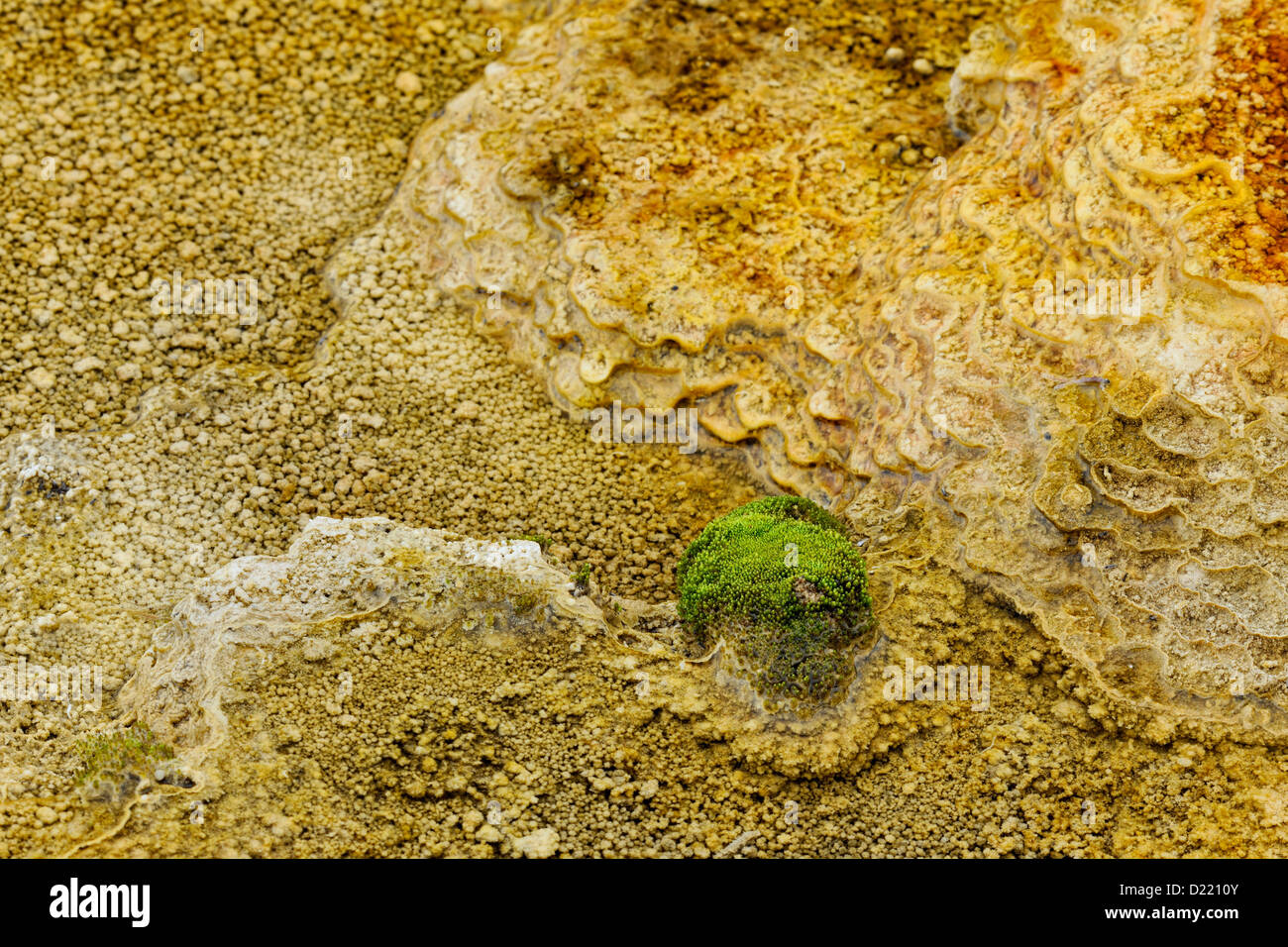 Details of ridges and terraces created by cyanobacteria in the outflow from Palette Spring, Yellowstone National Park, Wyoming, USA Stock Photo