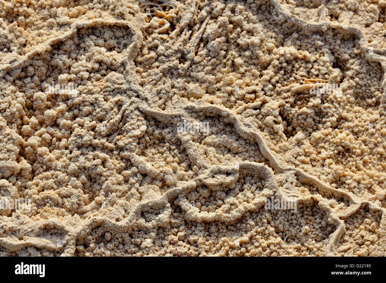 Entombed cyanobacteria in the Upper Terraces hot springs at Mammoth, Yellowstone National Park, Wyoming, USA Stock Photo