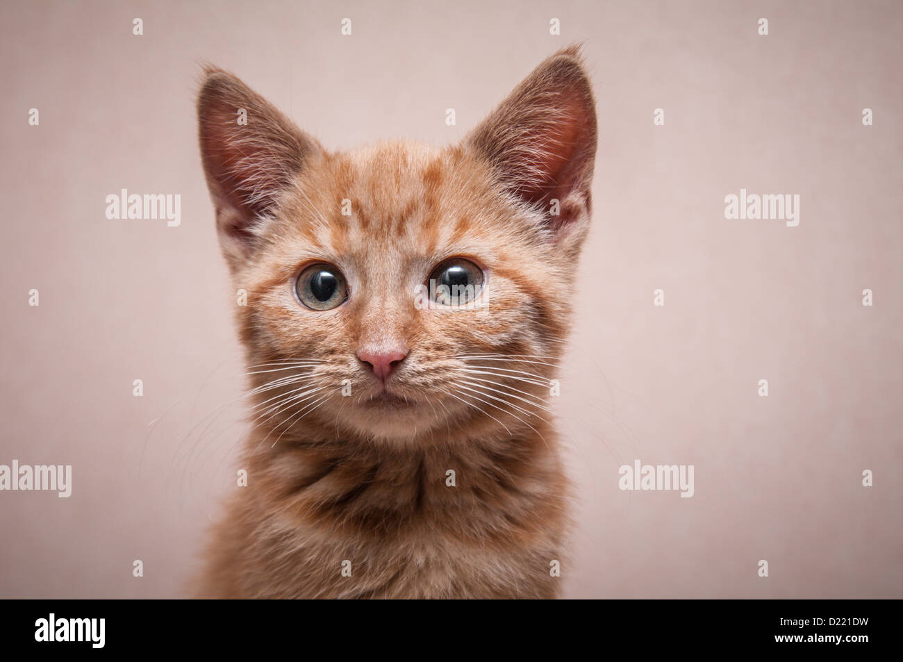 Ginger Bengal cross kitten Stock Photo Alamy