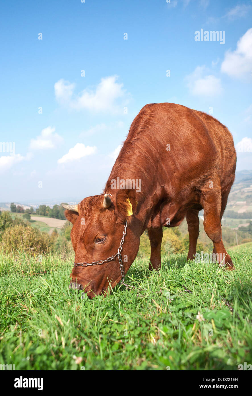 Brown cow in a field Stock Photo - Alamy