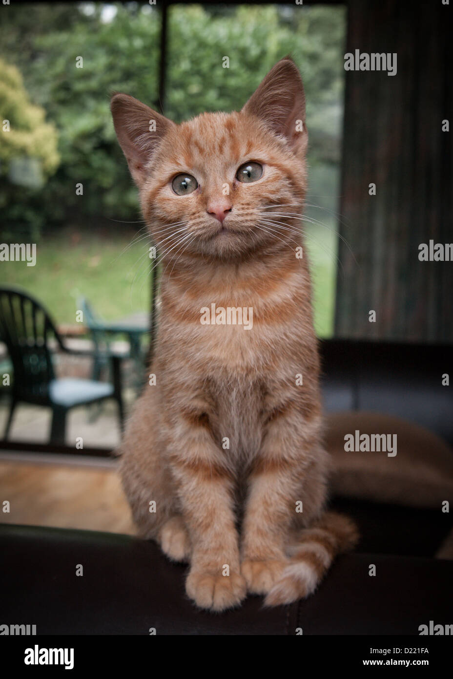 Bengal cross hi res stock photography and images Alamy