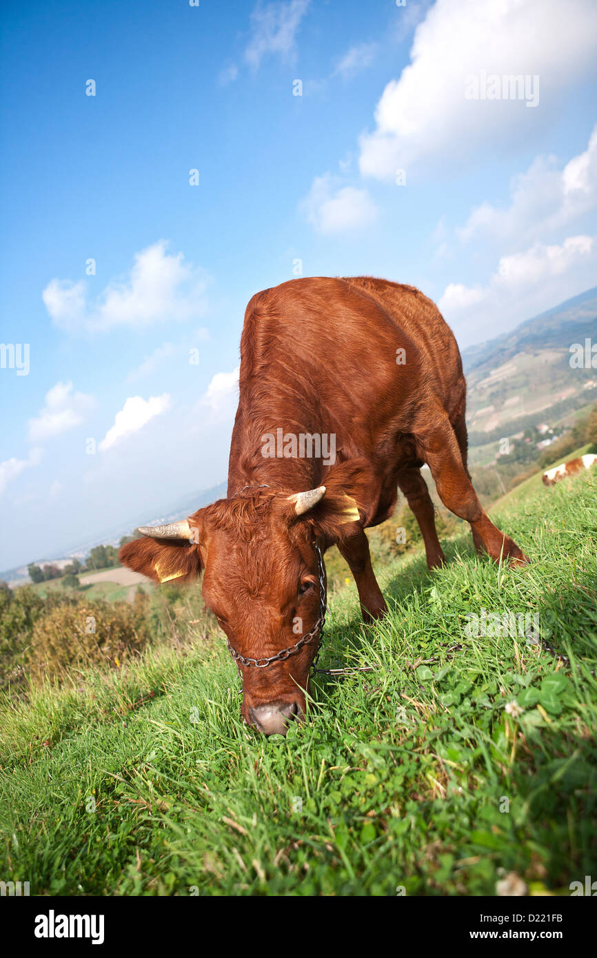 Brown cow in a field Stock Photo - Alamy