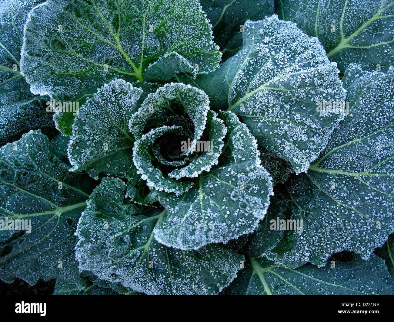 Frost on Collard leaves, Brassica oleracea (Acephala Group) Stock Photo