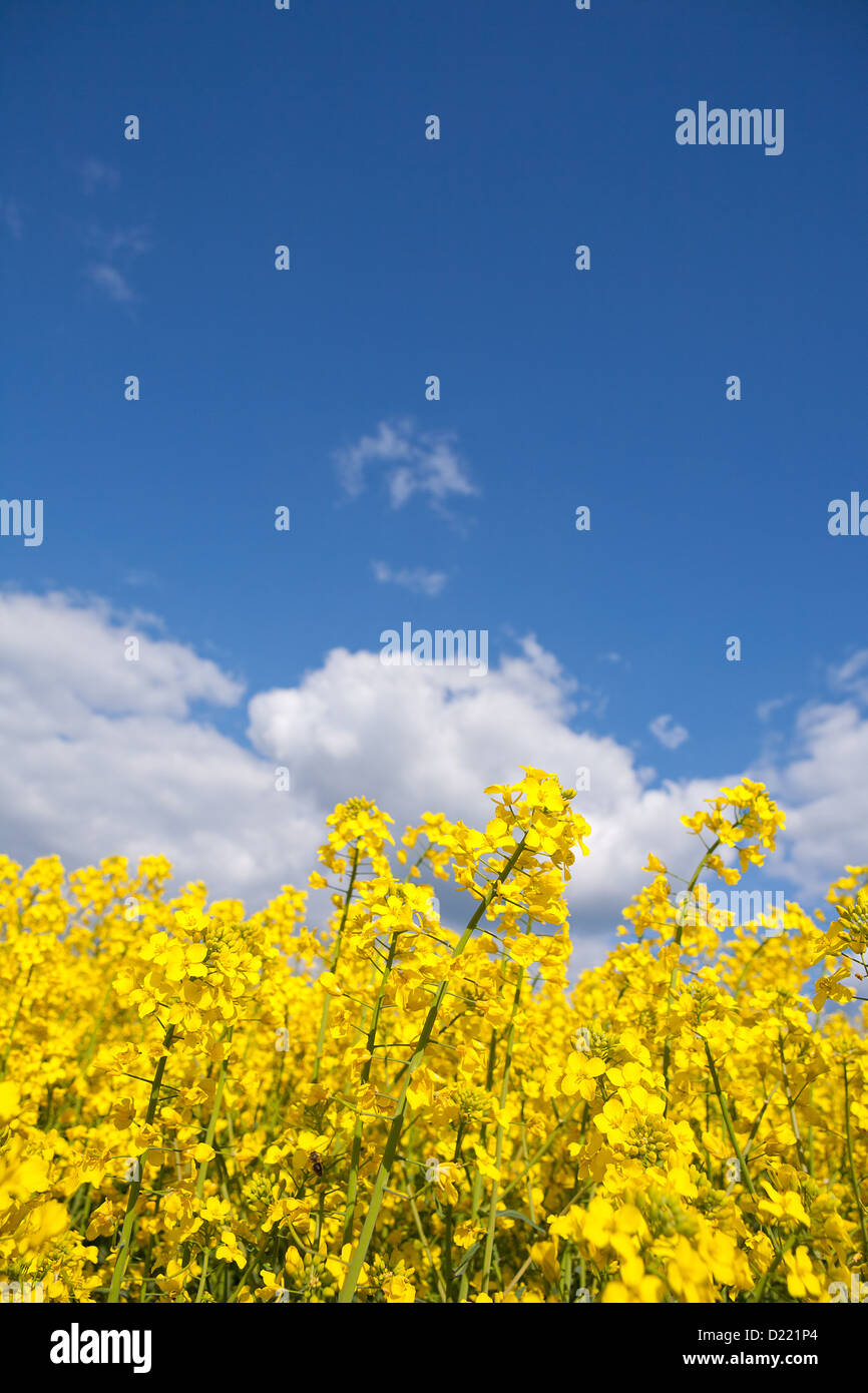 rape field and blue sky with clouds in summer Stock Photo - Alamy