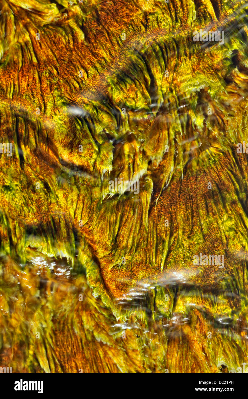 Thermophilic algae and bacteria in the Upper Terraces hot springs at Mammoth, Yellowstone National Park, Wyoming, USA Stock Photo