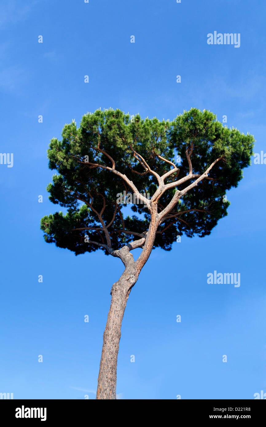 Mediterranean pine tree Stock Photo