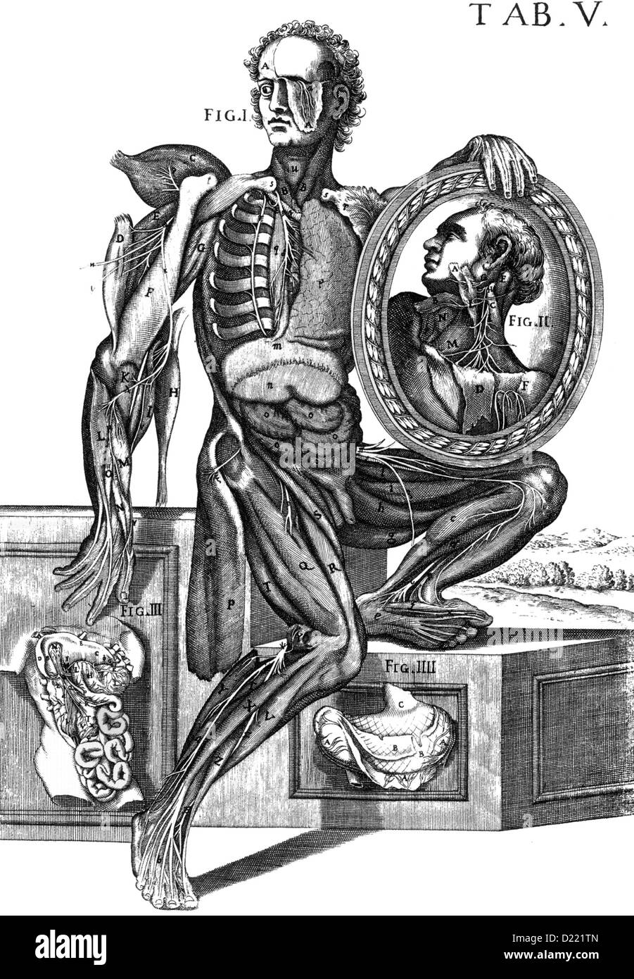 ANDREAS VESALIUS (1514-1564) Flemish anatomist. Diagram showing brain ventricles from his De humani corporis fabrica of 1543 Stock Photo