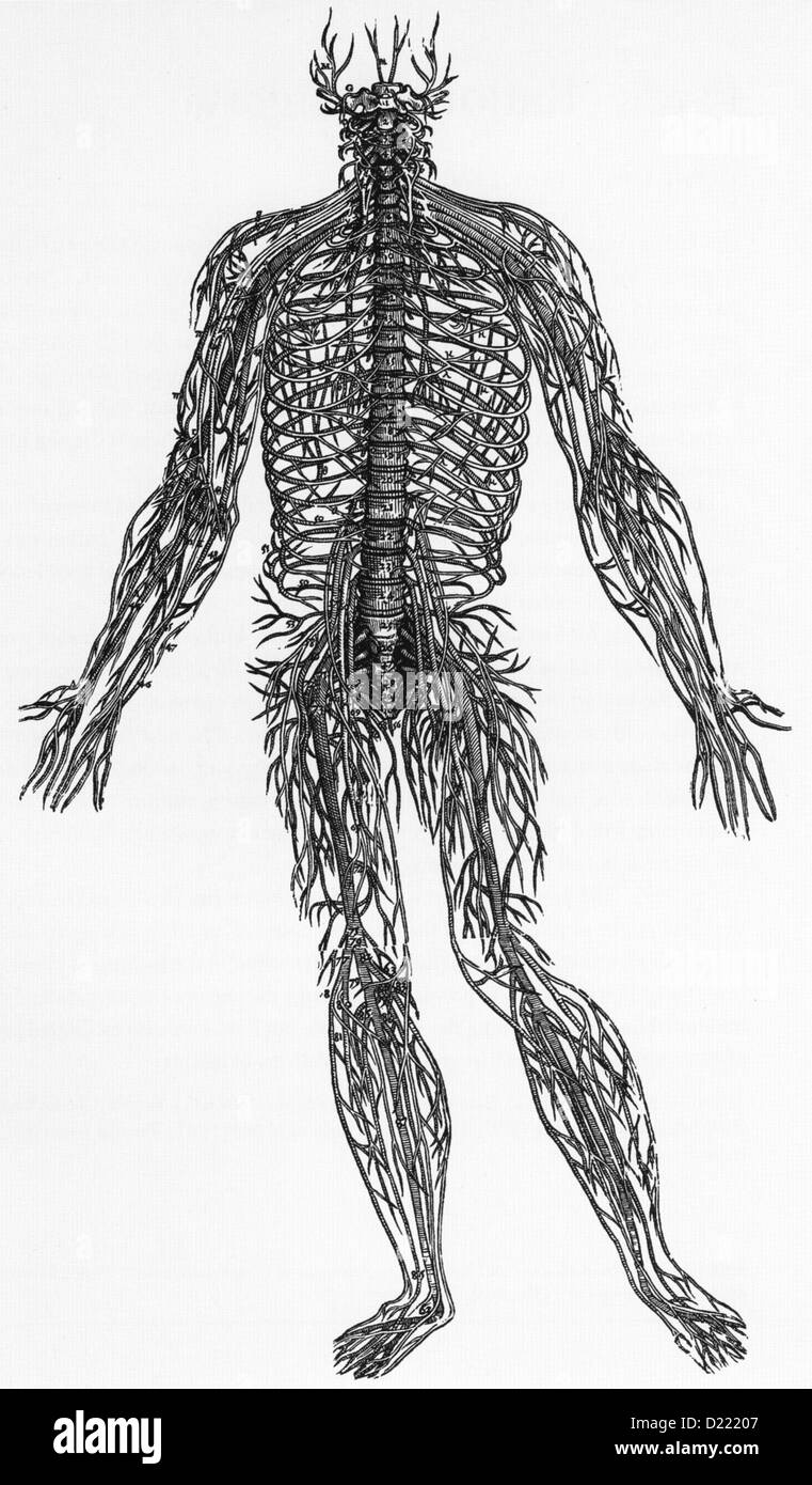 ANDREAS VESALIUS (1514-1564) Flemish anatomist.  Woodcut of spinal nerves from his 'De humani corpis fabrica'  Basle, 1543 Stock Photo