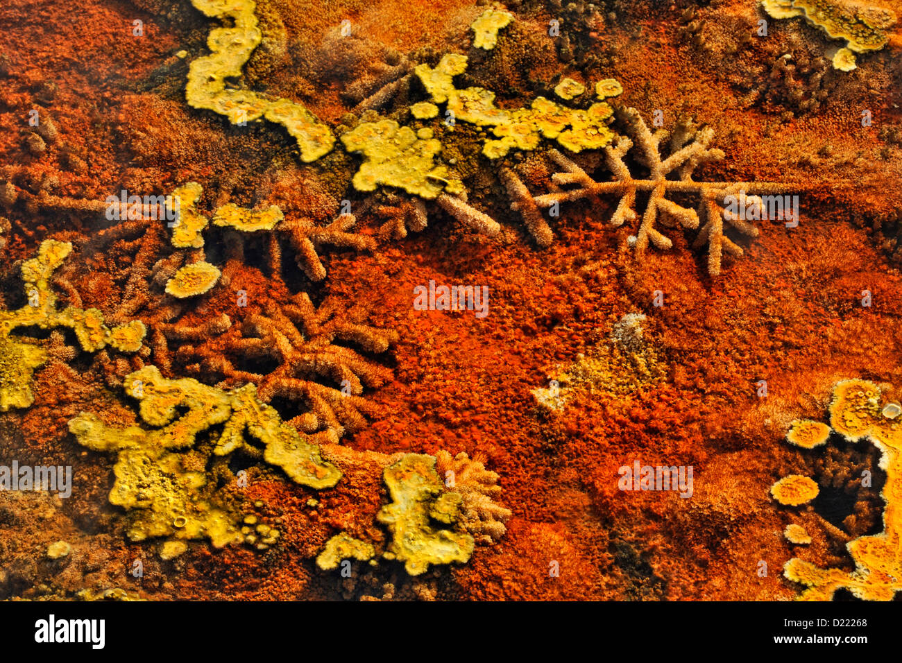 Thermophilic algae and bacteria coating dead grasses, Upper Terraces hot springs, Mammoth, Yellowstone National Park, Wyoming, USA Stock Photo