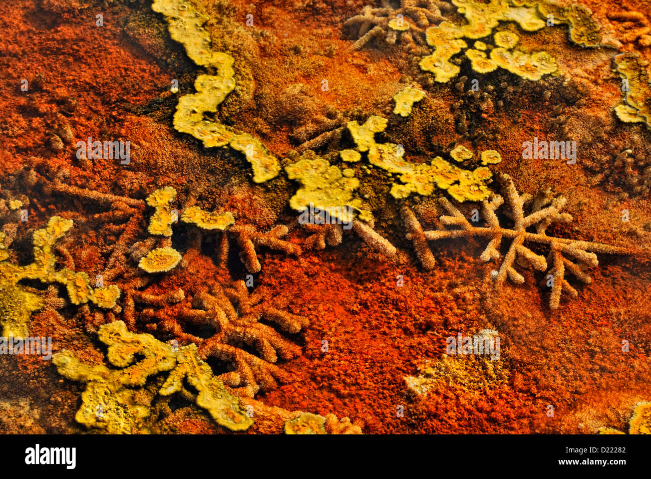 Thermophilic algae and bacteria coating dead grasses, Upper Terraces hot springs, Mammoth, Yellowstone National Park, Wyoming, USA Stock Photo