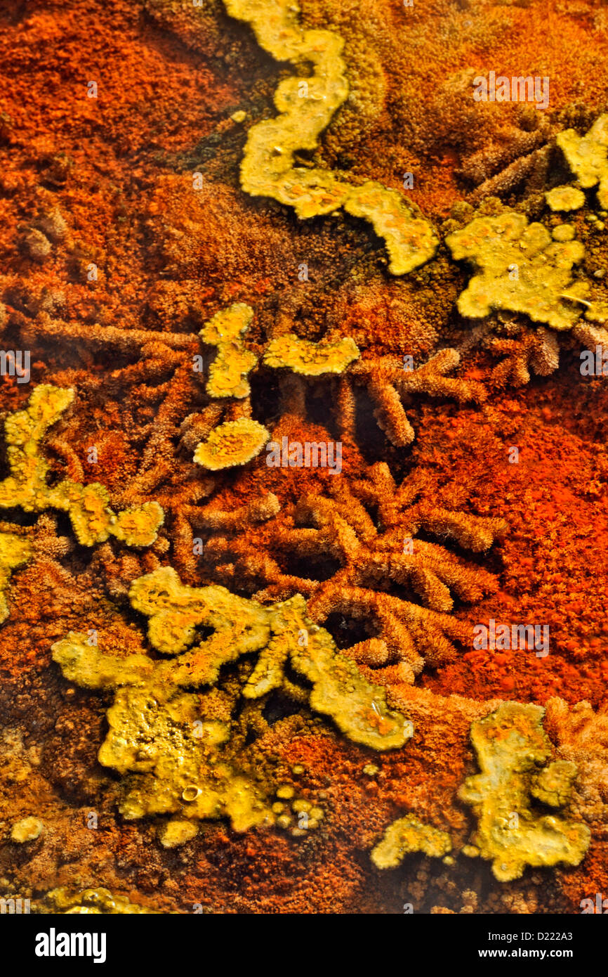 Thermophilic algae and bacteria coating dead grasses, Upper Terraces hot springs, Mammoth, Yellowstone National Park, Wyoming, USA Stock Photo