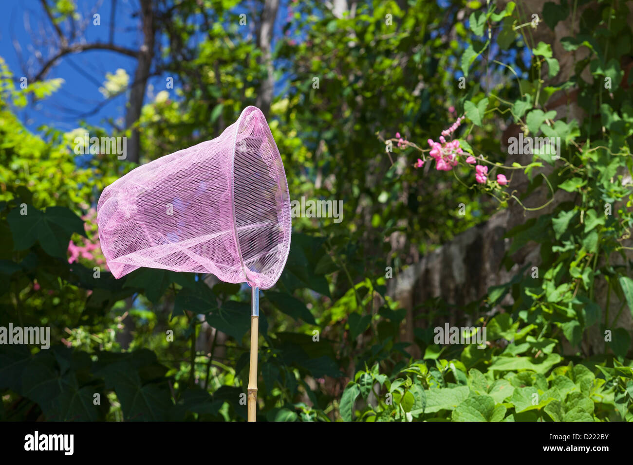 Pink butterfly net in nature, Ponce, Puerto RIco Stock Photo
